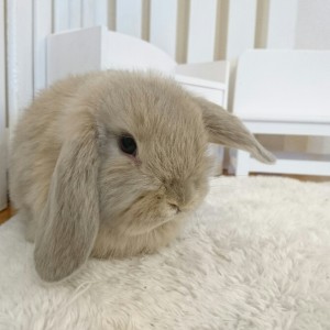 ホーランドロップ　リンクス（６I2)