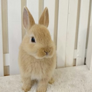 ネザーランドドワーフ　オレンジ（8G)