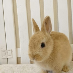 ネザーランドドワーフ　オレンジ（8G)