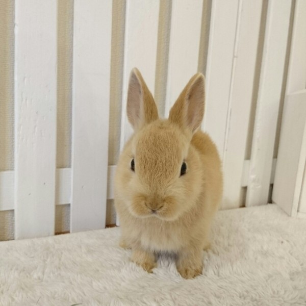 ネザーランドドワーフ　オレンジ（8G)