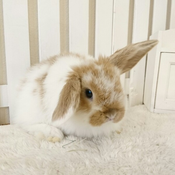 ホーランドロップ　ブロークンオレンジ（W1)