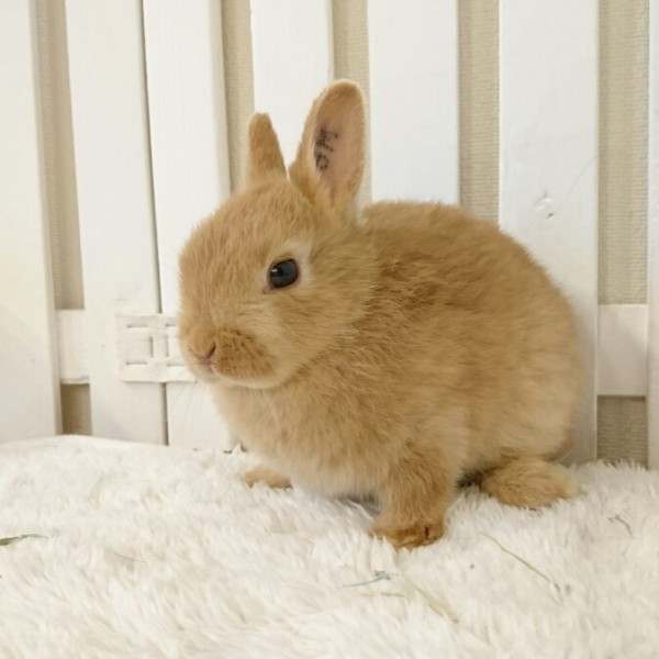 ネザーランドドワーフ　オレンジ（8M)