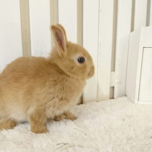 ネザーランドドワーフ　オレンジ（8M)