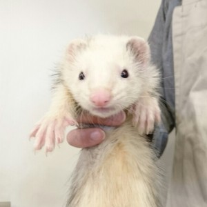 プラチナパンダ（男の子）