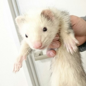 プラチナパンダ（男の子）