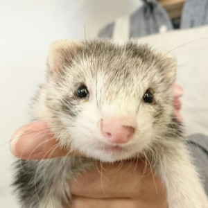 シルバーミット（女の子）