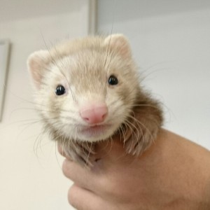 スターリングバター（男の子）