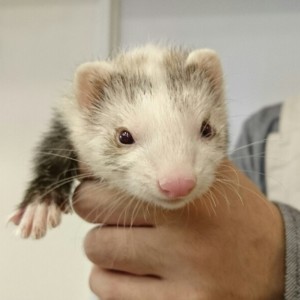 ブレイズ（女の子）