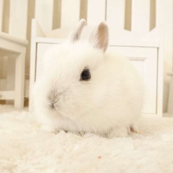 ネザーランドドワーフ　フロスティ（Ｙ9）