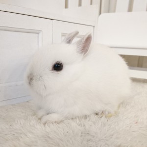 ネザーランドドワーフ　フロスティ（Ｙ9）