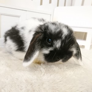 ホーランドロップ　ブロークンブラック（Ｎ22）