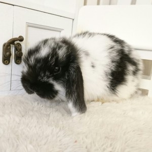 ホーランドロップ　ブロークンブラック（Ｎ22）