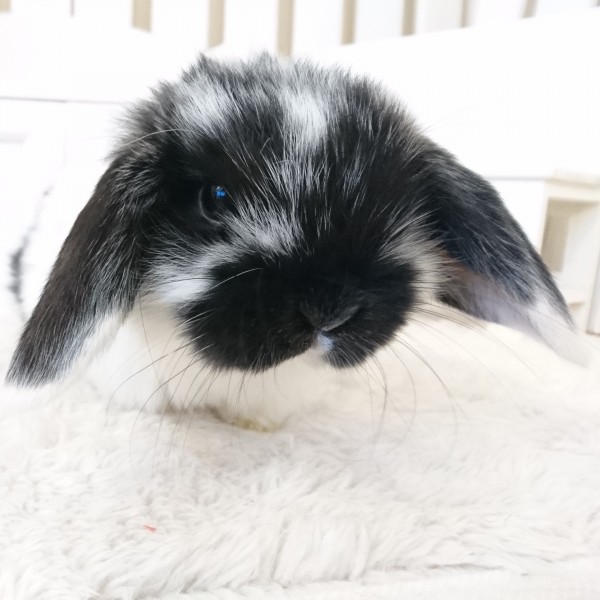 ホーランドロップ　ブロークンブラック（Ｎ22）