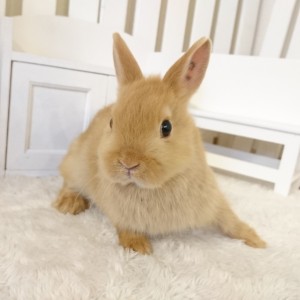 ネザーランドドワーフ　オレンジ（7Ｂ）