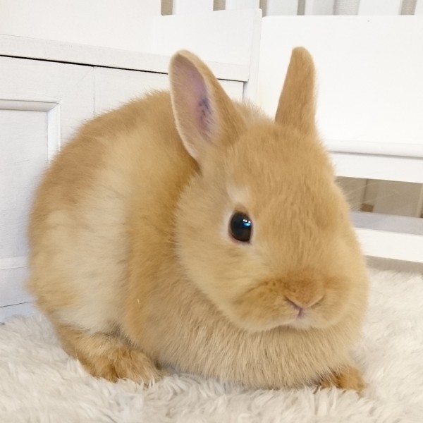 ネザーランドドワーフ　オレンジ（7Ｂ）