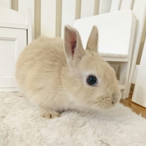 ネザーランドドワーフ　リンクス（Z7)