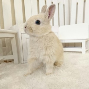 ネザーランドドワーフ　リンクス（Z7)