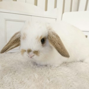 ホーランドロップ　ブロークンリンクス（W4)