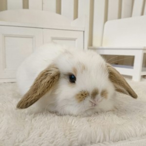 ホーランドロップ　ブロークンリンクス（W4)