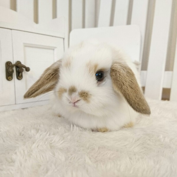 ホーランドロップ　ブロークンリンクス（W4)