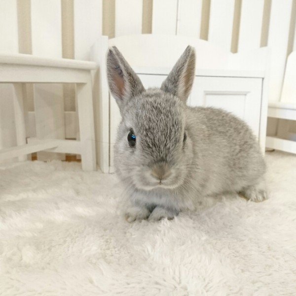 ネザーランドドワーフ　チンチラ（9K)