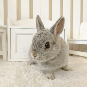 ネザーランドドワーフ　チンチラ（9K)