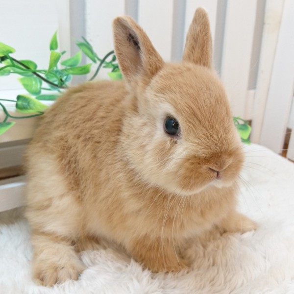 ネザーランドドワーフ オレンジ（F2）