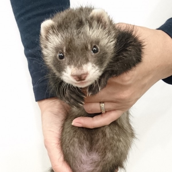 ブラックセーブル（男の子）