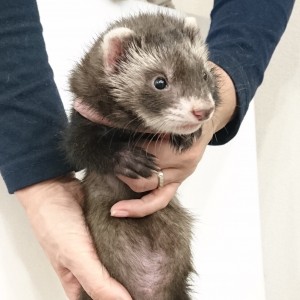 ブラックセーブル（男の子）