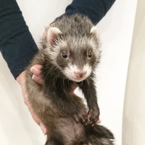 ブラックセーブル（女の子）