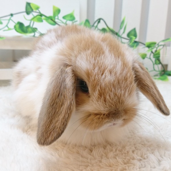 ホーランドロップ ブロークンオレンジ（W23）