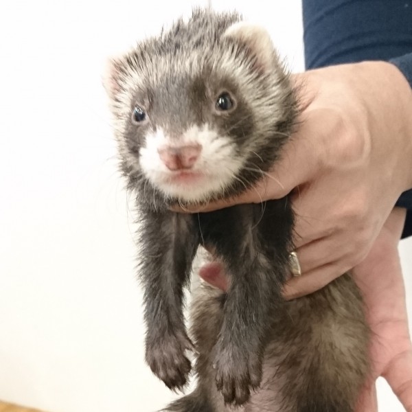 ブラックセーブル（女の子）