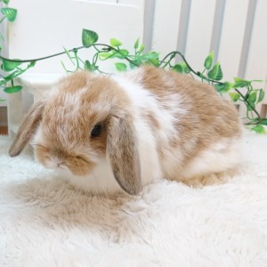 ホーランドロップ ブロークンオレンジ（W23）