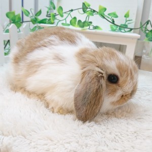 ホーランドロップ ブロークンオレンジ（W23）