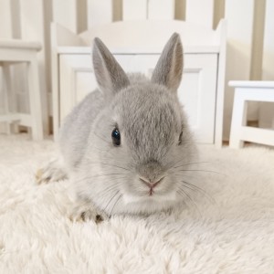 ネザーランドドワーフ　スクワーレル（9N)