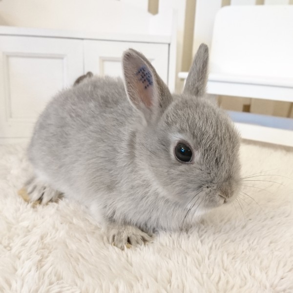 ネザーランドドワーフ　スクワーレル（9N)