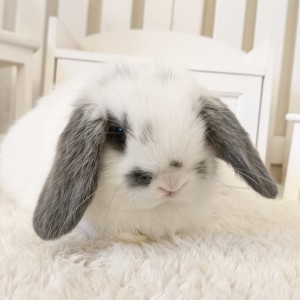 ホーランドロップ　ブロークンブルー（N34)