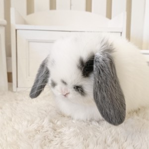 ホーランドロップ　ブロークンブルー（N34)