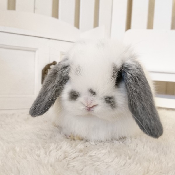 ホーランドロップ　ブロークンブルー（N34)