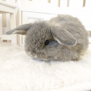 ホーランドロップ　オパール（6N7)