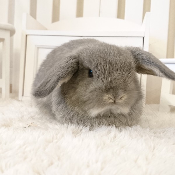 ホーランドロップ　オパール（6N7)