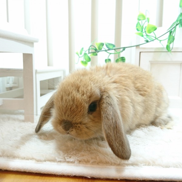 ホーランドロップ　オレンジ（Ｎ42）