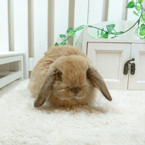 ホーランドロップ　オレンジ（Ｎ42）