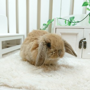 ホーランドロップ　オレンジ（Ｎ42）