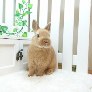 ネザーランドドワーフ　オレンジ（9Ｄ）