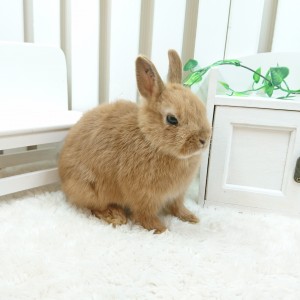 ネザーランドドワーフ　オレンジ（9Ｄ）