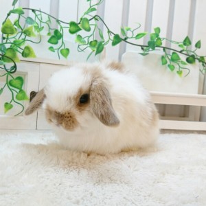 ホーランドロップ　ブロークンリンクス（Ｗ5）