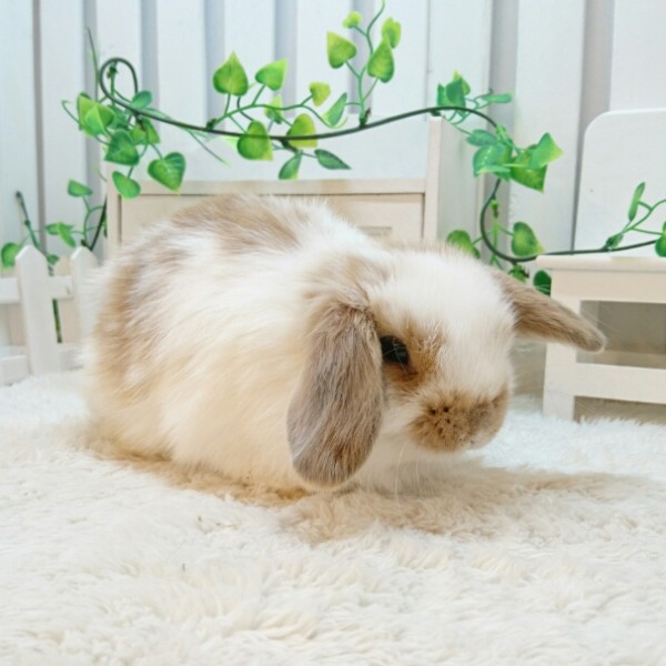 ホーランドロップ　ブロークンリンクス（Ｗ5）