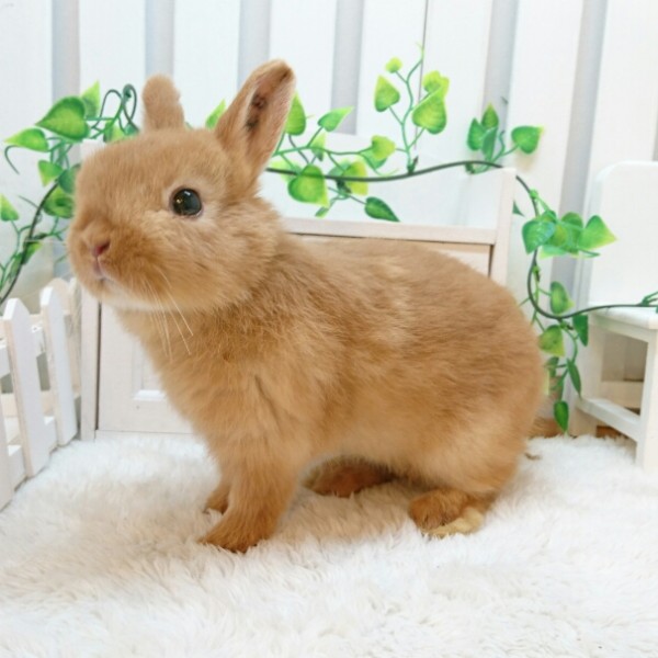 ネザーランドドワーフ　オレンジ（Ｃ８）