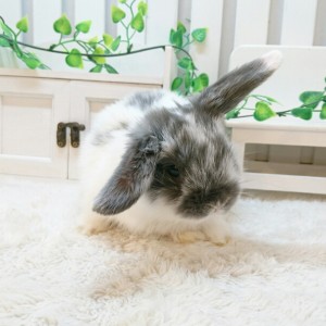 ホーランドロップ　ブロークンブルー（3ＫＹ）